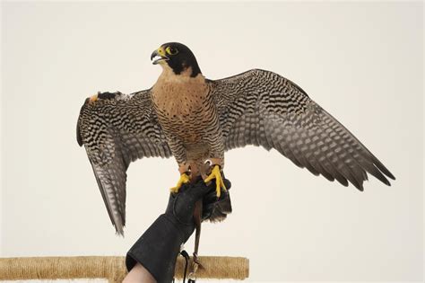 Hayabusa bird - Hayabusa is a peregrine falcon, and one of the birds of our Draper Museum Raptor Experience at the Buffalo Bill Center of the West in Cody, Wyoming.